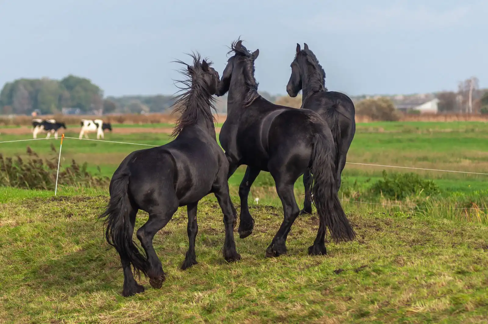 ik hou van friesland_spelprogrammas_bedrijfsuitje